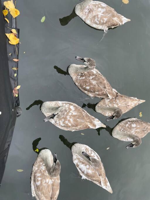 Comfy Canal Boat In Little Venice For Family & Friends Hotel London Eksteriør billede